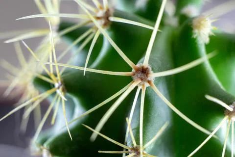 Close-up of a green cactus with sharp spikes. macrophoto Stock Photos