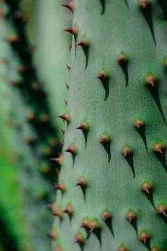Close-up of green cactus with sharp spines Stock Photos