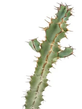Close-up of a green cactus with sharp spines on white background Stock Photos