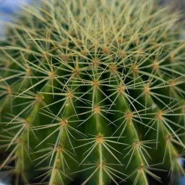 Close-up of a green cactus with sharp spines and round tips Stock Photos