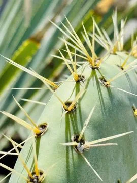 Close-up of green cactus with sharp spines and small yellow flowers Stock Photos