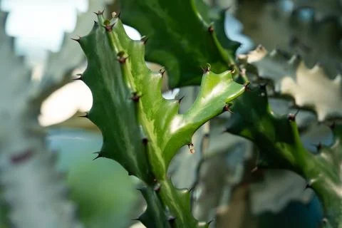 Close up of green cactus with sharp thorns 库存照片