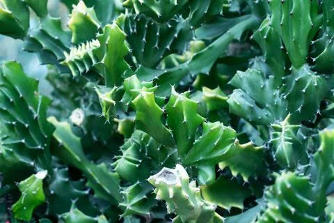 Close up of green cactus with sharp thorns Photos