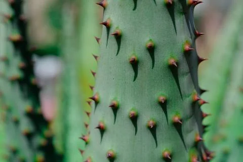 Close-up of green cactus with sharp thorns Stock Photos