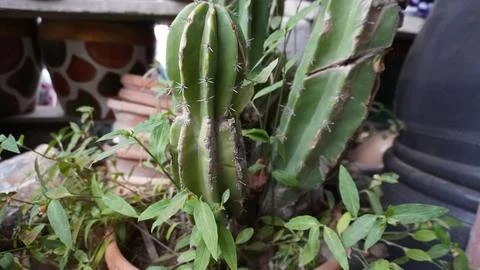 Close up green cactus with spines in patterned pot Stock Photos