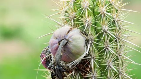 Close-up of a green cactus stem with sharp spines and a purple, decaying fr.. Foto stock