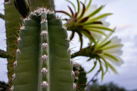 Close-up of a green cactus stem with sharp spines and blurred white flowers.. Stock Photos