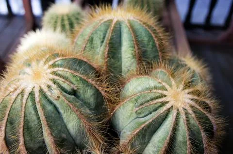 Close up green cactus with three round sphere shapes and yellow spikes. Stock Photos