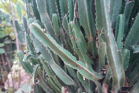 Close up green Cactus tree, Candelabra (Euphorbia Ingens) Stock Photos