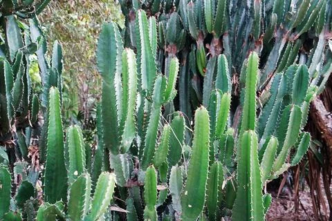Close up green Cactus tree, Candelabra (Euphorbia Ingens) Stock Photos
