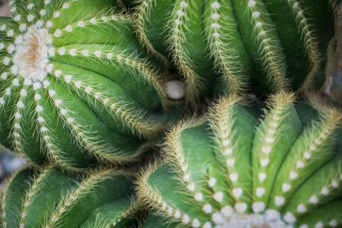 Close up of green cactus with white patterns. Stock Photos