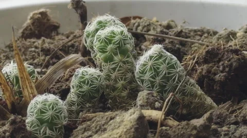 Close-up of Green Cactus with White Spines Growing in Soil Stock Footage 335771541