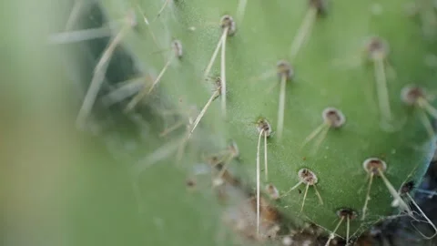 Close up green cactus with yellow spines within a desert environment, city park Stock Footage 280193619