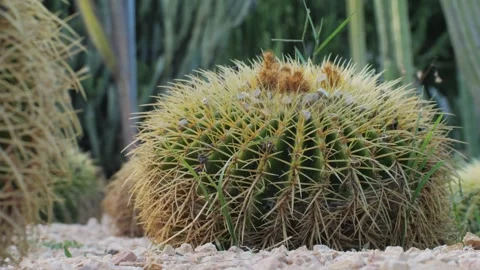 Close up green cactus with yellow spines within a desert environment, city park Stock Footage 280193814