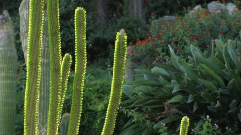 Close up green cactus with yellow spines within a desert environment, city park Stock Footage 280193973