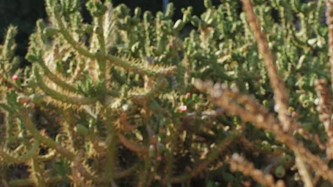 Close up green cactus with yellow spines within a desert environment, city park Stock Footage 280194589