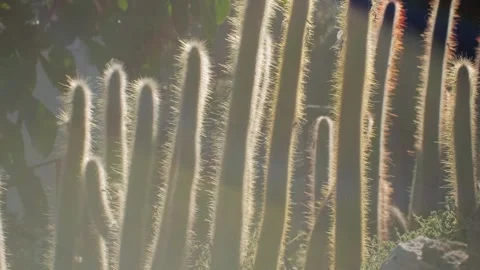 Close up green cactus with yellow spines within a desert environment, city park Stock Footage 280194744