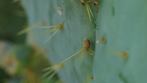 Close up green cactus with yellow spines within a desert environment, city park Stock Footage 281784121