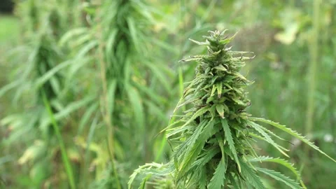 Close up of green cannabis Stock Footage 159065060