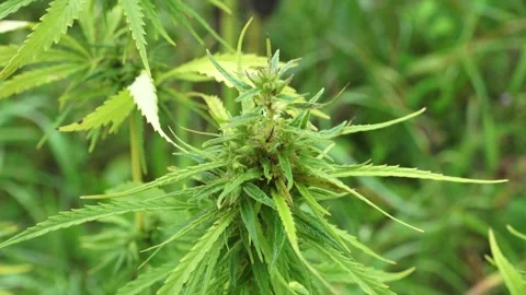 Close up of green cannabis Stock Footage 159065088