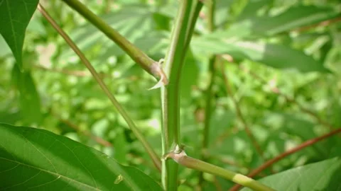 Close up green Cassava stem and lush leaves nature background Stock Footage 335132790