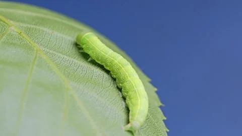 Close-Up of a Green Caterpillar on a Leaf During Daytime 库存影片 312528492
