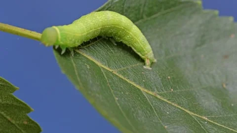 Close-Up of a Green Caterpillar on a Leaf During Daytime Stockbeeldmateriaal 312528561