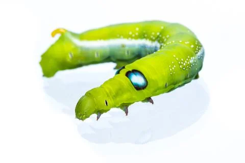Close up green caterpillar Stock Photos