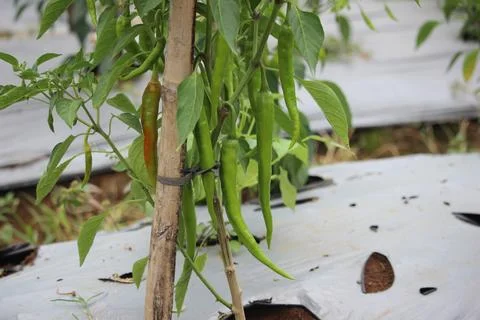 Close up of green chilies Stock Photos