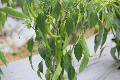 Close up of green chilies Stock Photos