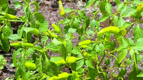 Close Up of Green Chilli Peppers Growing on Plant in Sunlight Stock Footage 329280317