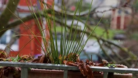 Close up of green chive leaves and strawberry foliage on a balcony railing .. Видео 331004944