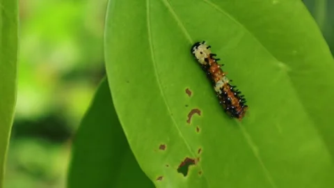Close up of a green cinnamon leaf with multi color caterpillar Stock Footage 154478411