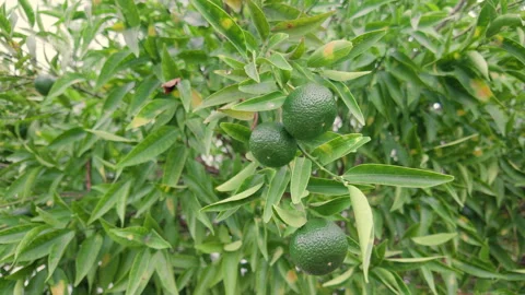 Close-up of green citrus fruit clustered on a tree branch surrounded by leaves, Stock Footage 344818343