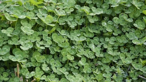 Close up of green clover background, lush vegetation wall Stock-Footage 127363796