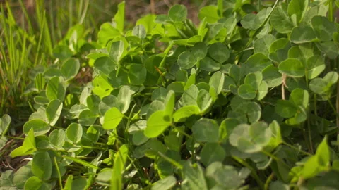 Close-up of green clover grass swaying in the spring breeze Stock-Footage 332012415