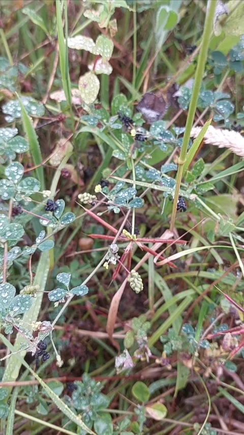 Close Up of Green Clover Leaves Covered in Dew Drops After Rain in Wild Mead Vídeos de archivo 341903229