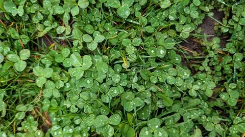 Close Up Of Green Clover Patch Covered In Fresh Raindrops Foto stock