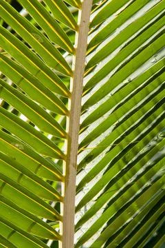 Close-up of a green coconut leaf Fotos de archivo