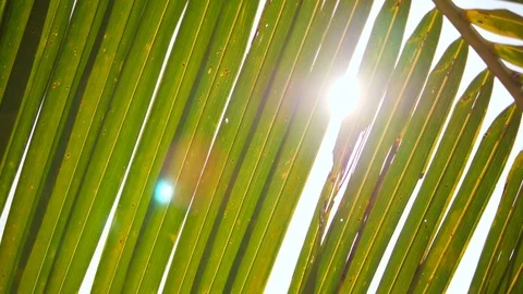 Close Up Green Coconut Palm Leaf Against Bright Sun on Paradise Beach. Summer Stock Footage 83455025