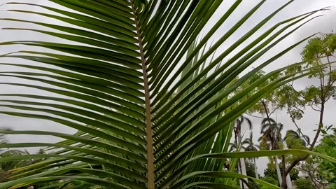 Close up of green coconut palm leaf swaying in wind, tropical nature background Stock Footage 341739246