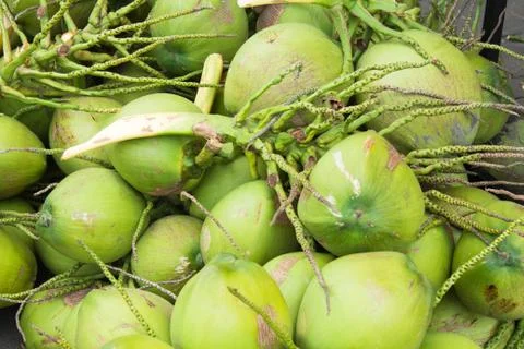 Close up green coconuts Stock Photos