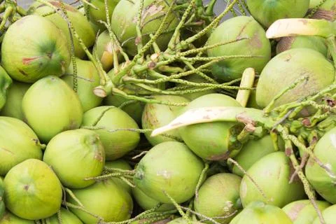 Close up green coconuts Stock Photos