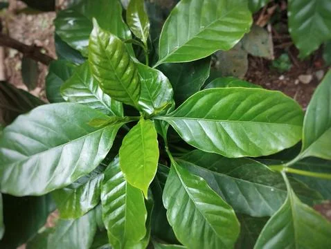 Close-up of the green coffee tree Stock Photos