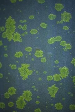Close-up of the green colored pattern on a amorphophallus titanum or titan ar Stock Photos