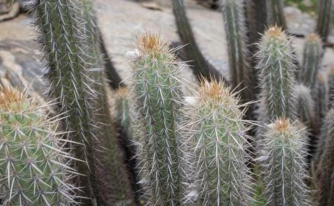 Close-up of Green Columnar Cacti with Sharp White Spines Stock Photos