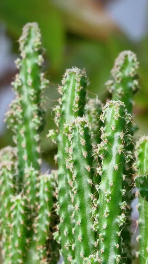 Close-Up of Green Columnar Cactus with Spines Stock Footage 341983147