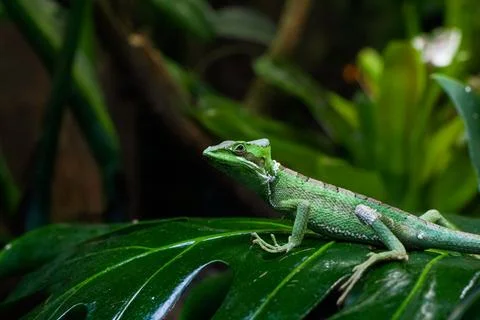Close up of a green cone-headed lizard sitting on a leaf Stockfoto's