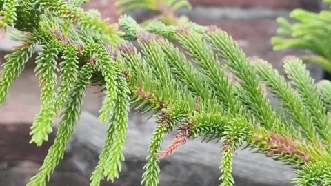 Close-Up Green Conifer Needles Stock Footage 340967966