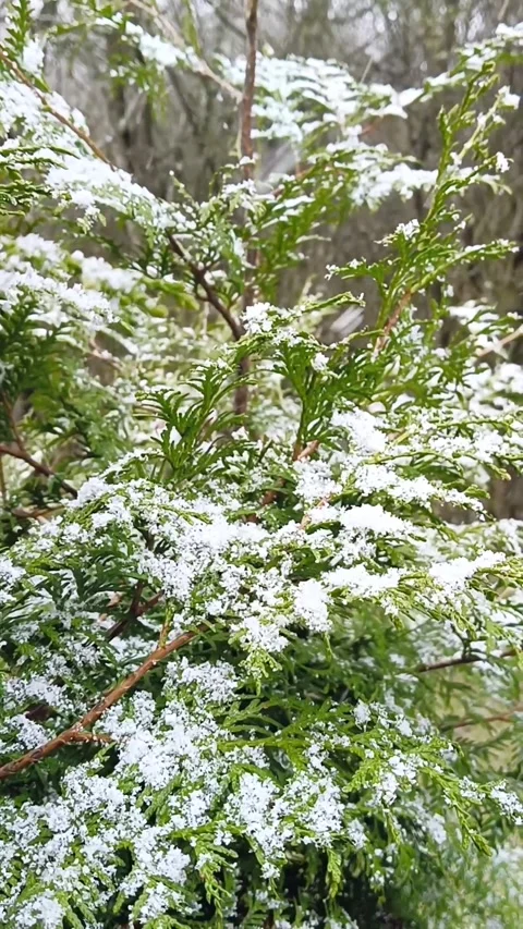 Close-up of green conifer tree branch covered with fresh snow in early winter Stock Footage 315158602